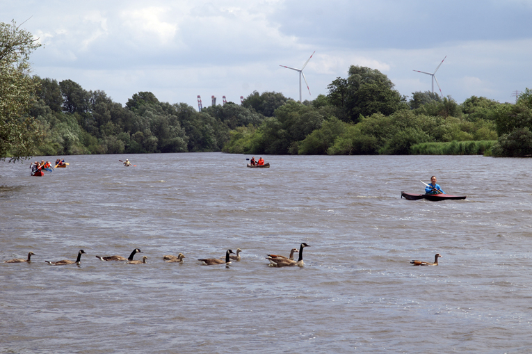 Bei ihrer Rückkehr treffen die Paddler auf einen Trupp Gänse